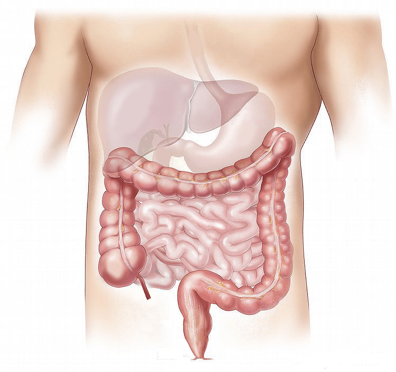 The 32nd United European Gastroenterology Week (UEGW) 2024: A Premier Event in Vienna